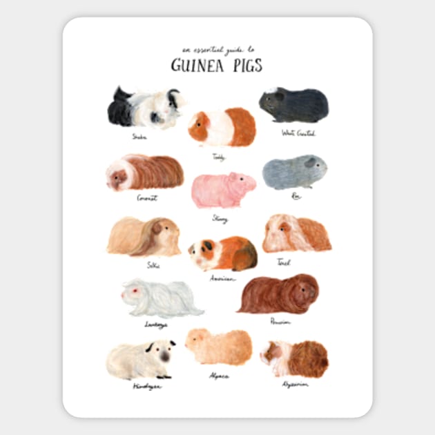 Guinea Pig Breed Chart Sticker by Delaserratoyou